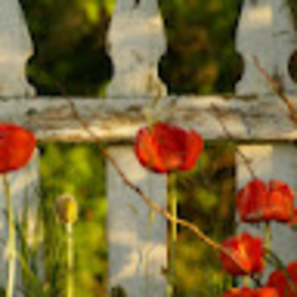 Meet your Posher, Bella - Picture 1 of 1